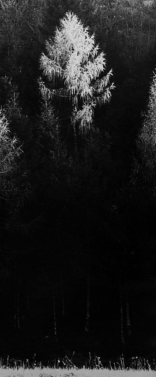 Giorgio Casali : Senza titolo
Stampa ai sali d  - Asta Fotografia - Incanto Casa d'Aste e Galleria
