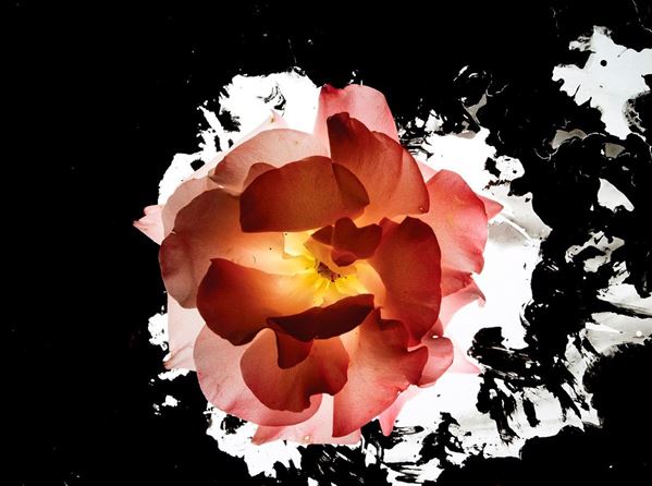 Mario Carrieri - Fiori, 690
2012
Stampa ai sa