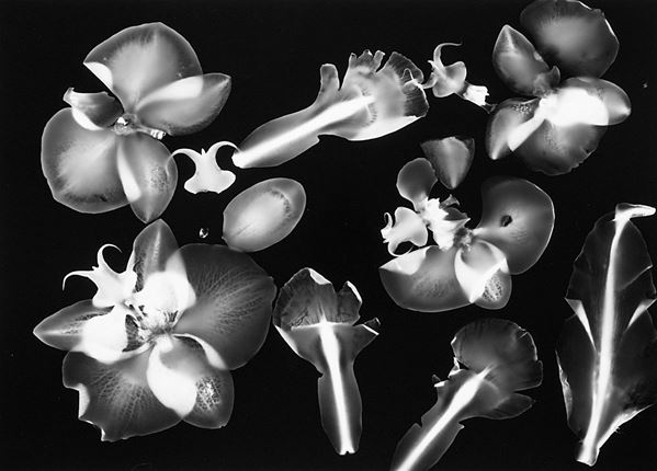 Mario Carrieri : Fiori Alati
2006
Stampa ai s  - Asta Fotografia - Incanto Casa d'Aste e Galleria