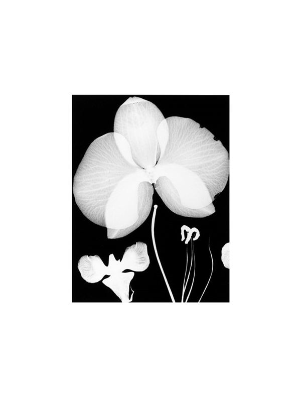 Mario Carrieri : Fiori Alati
2006
Stampa ai s  - Asta Fotografia - Incanto Casa d'Aste e Galleria