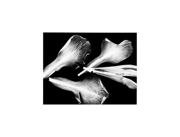 Mario Carrieri : Fiori Alati
2006
Stampa ai s  - Asta Fotografia - Incanto Casa d'Aste e Galleria