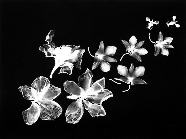 Mario Carrieri - Fiori Alati
2006
Stampa ai s