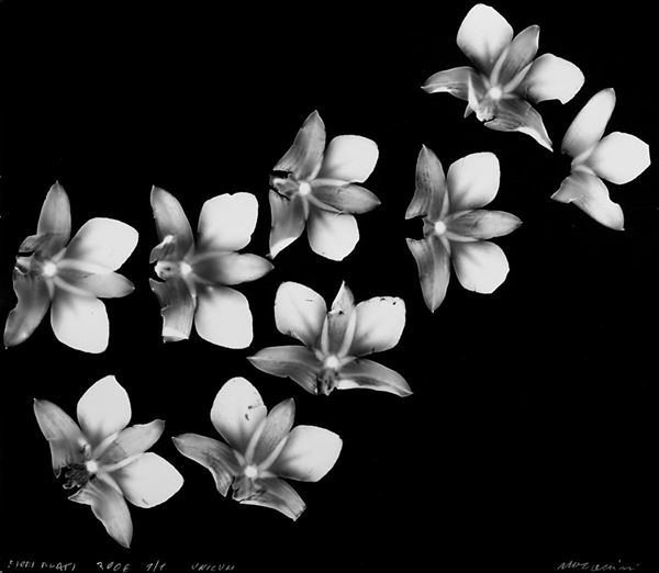 Mario Carrieri : Fiori Alati
2006
Stampa ai s  - Asta Fotografia - Incanto Casa d'Aste e Galleria