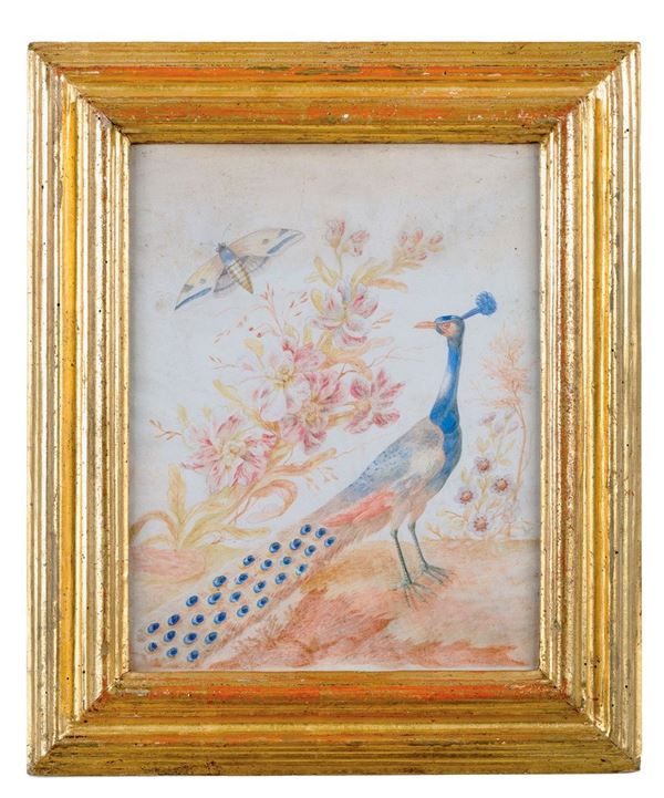 Pittore del XVIII secolo
Pavo